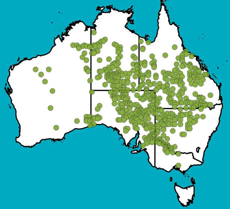 Distribution Map | Eremophila maculata subsp. maculata | Queensland Native Seeds