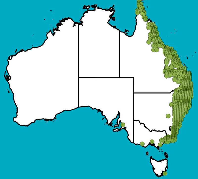 Distribution Map | Eustrephus latifolius | Queensland Native Seeds