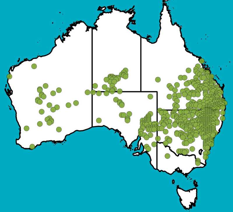 Distribution Map | Vittadinia sulcata | Queensland Native Seeds