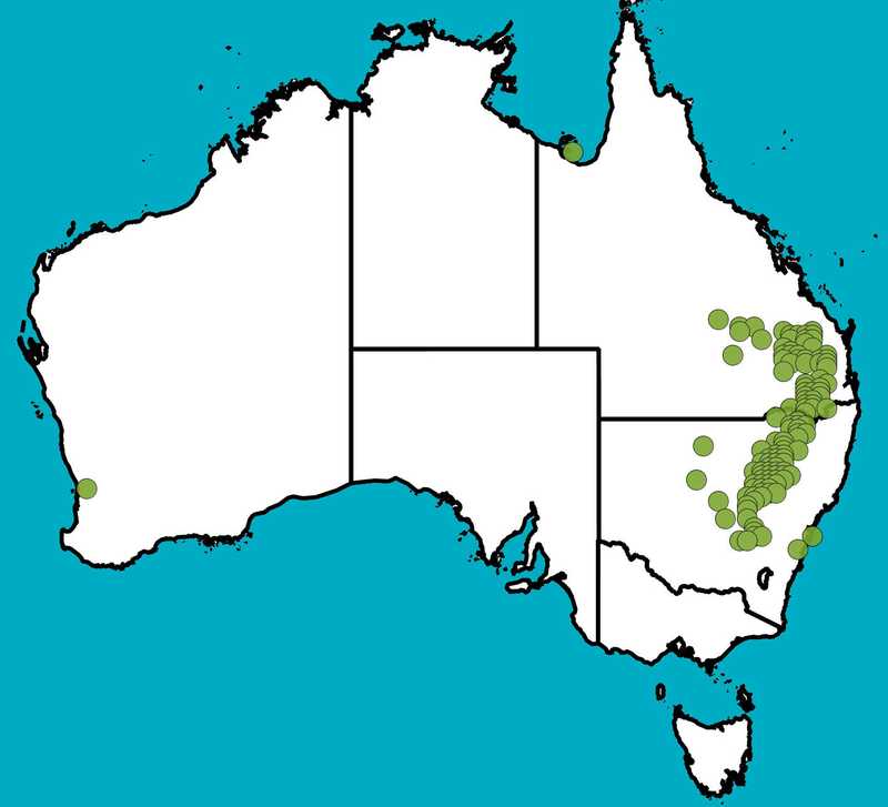 Distribution Map | Boronia glabra | Queensland Native Seeds