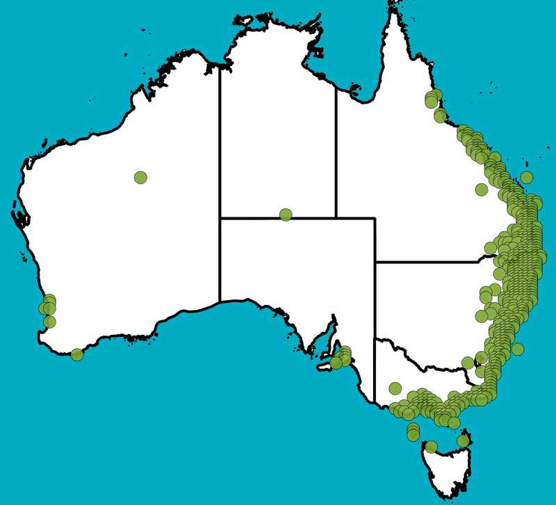 Distribution Map | Banksia integrifolia | Queensland Native Seeds
