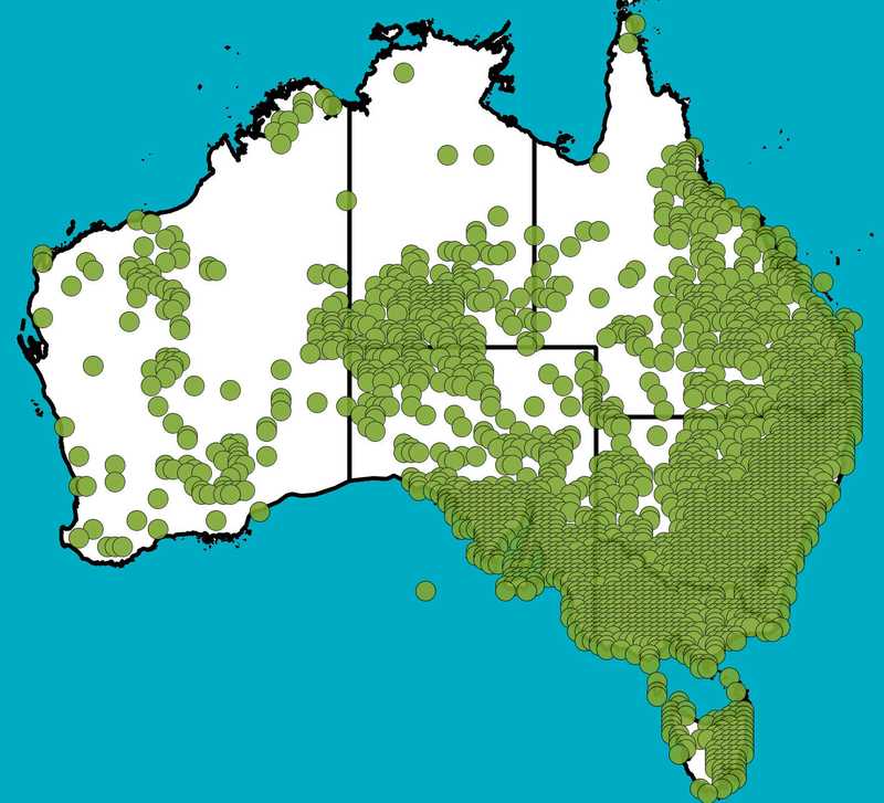 Distribution Map | Chrysocephalum apiculatum | Queensland Native Seeds
