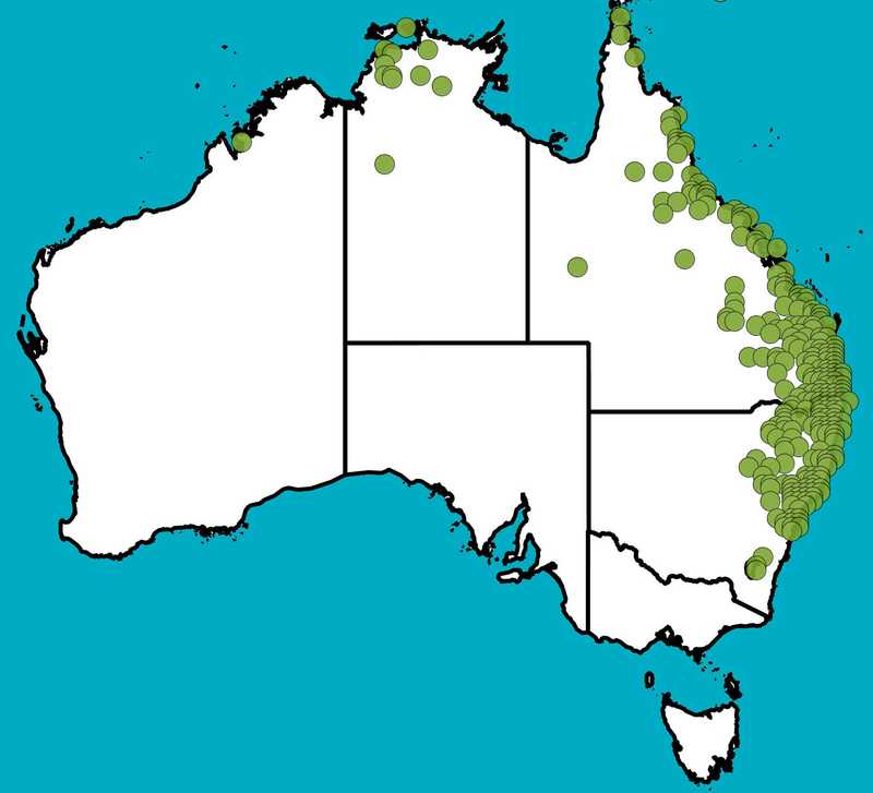 Distribution Map | Capillipedium spicigerum | Queensland Native Seeds