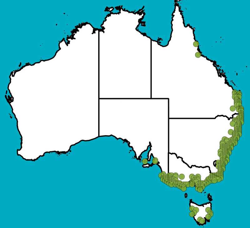 Distribution Map | Gahnia clarkei | Queensland Native Seeds