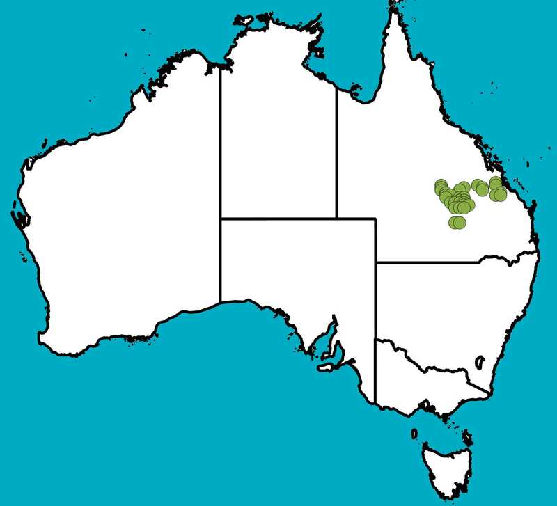 Distribution Map | Acacia polifolia | Queensland Native Seeds