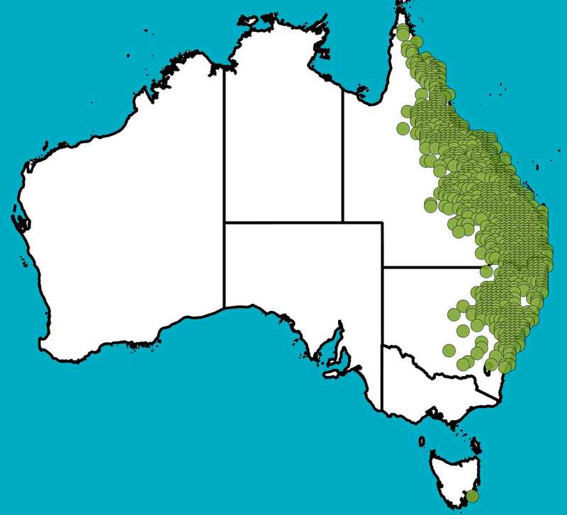 Distribution Map | Eucalyptus crebra | Queensland Native Seeds