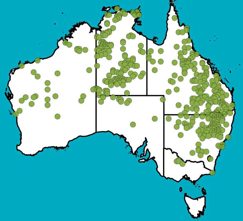 Distribution Map | Themeda avenacea | Queensland Native Seeds