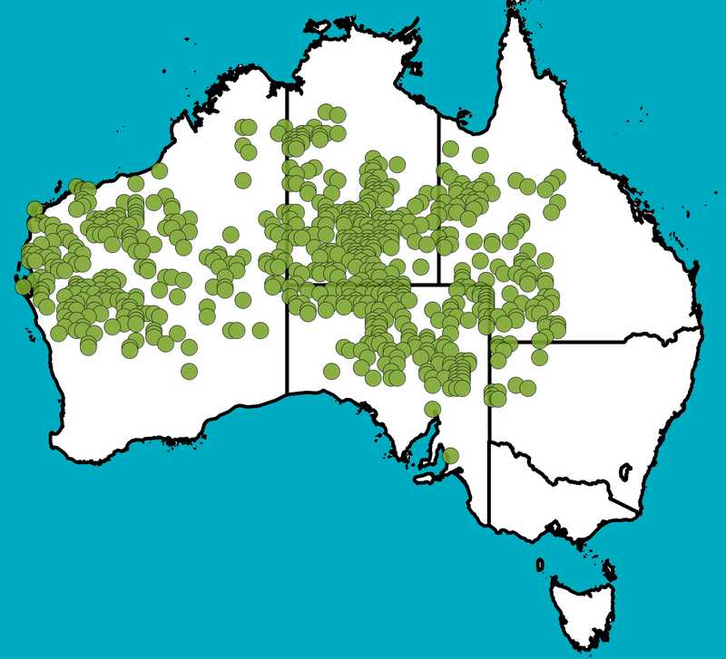 Distribution Map | Senna artemisioides subsp. helmsii  | Queensland Native Seeds