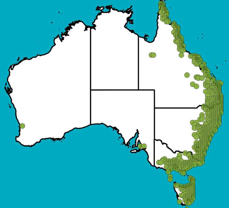 Distribution Map | Allocasuarina littoralis | Queensland Native Seeds