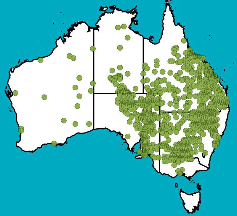 Distribution Map | Acacia salicina | Queensland Native Seeds