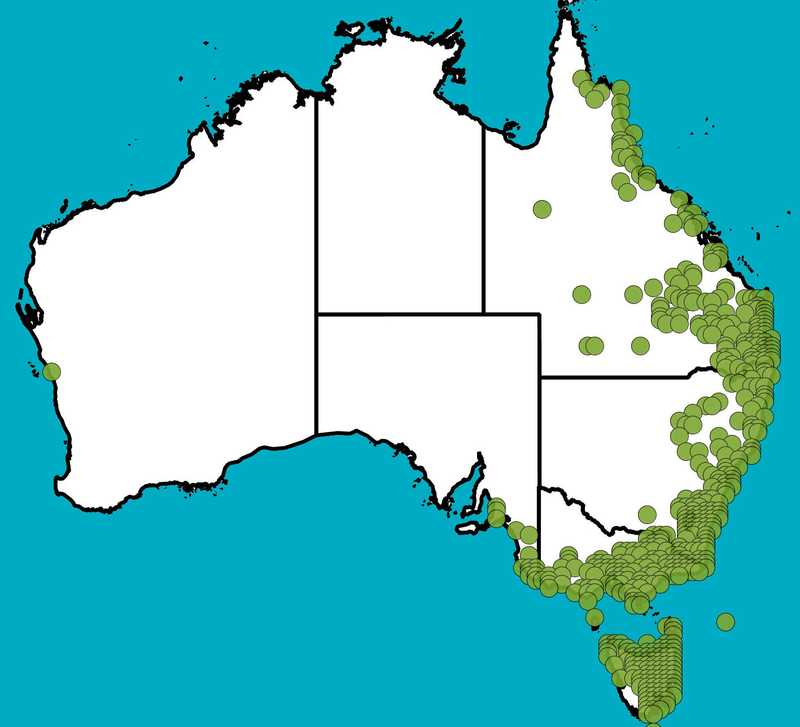Distribution Map | Lomandra longifolia | Queensland Native Seeds