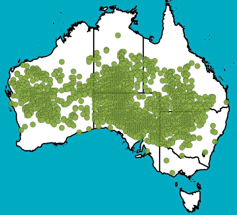 Distribution Map | Acacia aneura | Queensland Native Seeds