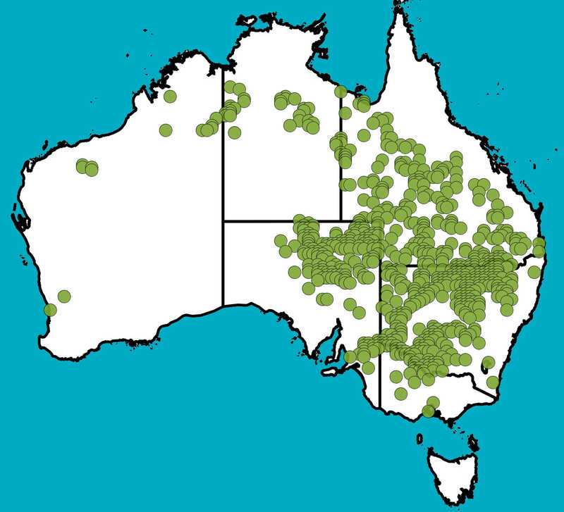 Distribution Map | Acacia stenophylla | Queensland Native Seeds