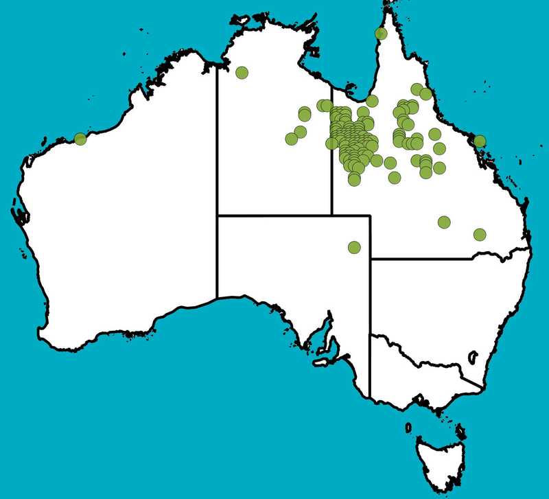 Distribution Map | Acacia chisholmii | Queensland Native Seeds