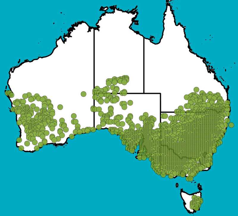 Distribution Map | Austrostipa scabra | Queensland Native Seeds