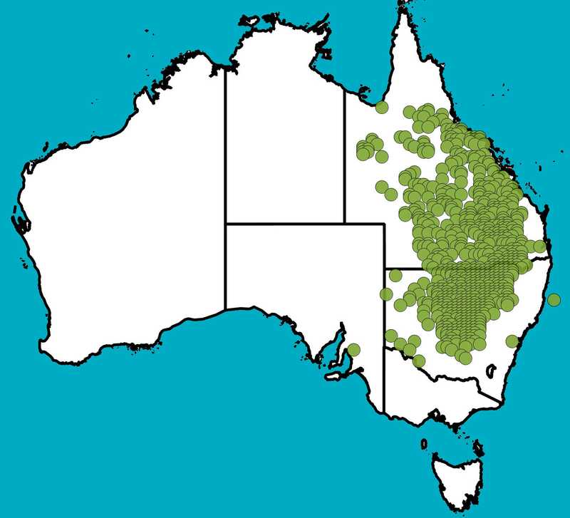 Distribution Map | Eremophila mitchellii | Queensland Native Seeds