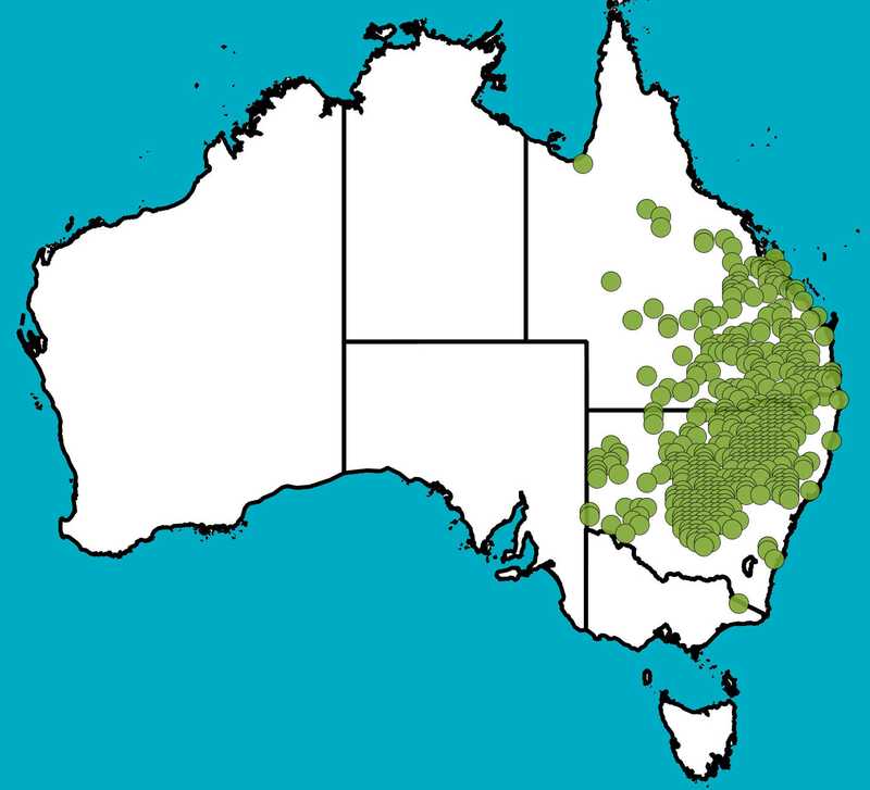 Distribution Map | Parsonsia eucalyptophylla | Queensland Native Seeds