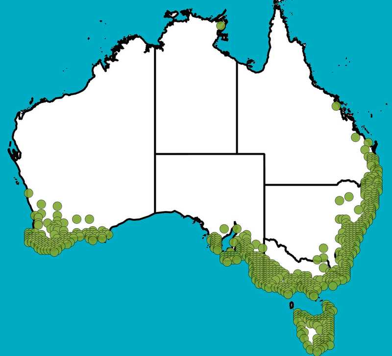 Distribution Map | Acacia myrtifolia | Queensland Native Seeds