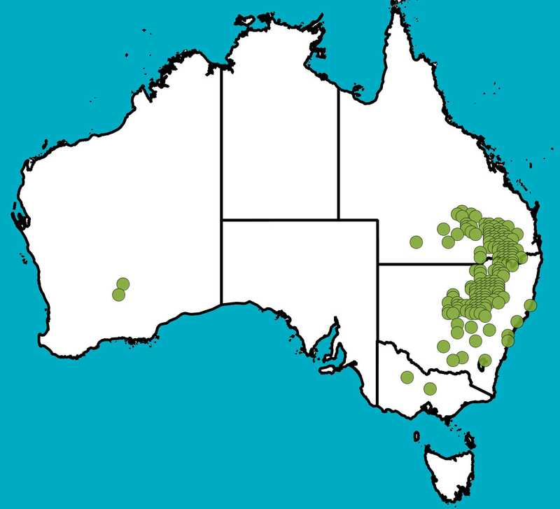 Distribution Map | Eucalyptus pilligaensis | Queensland Native Seeds