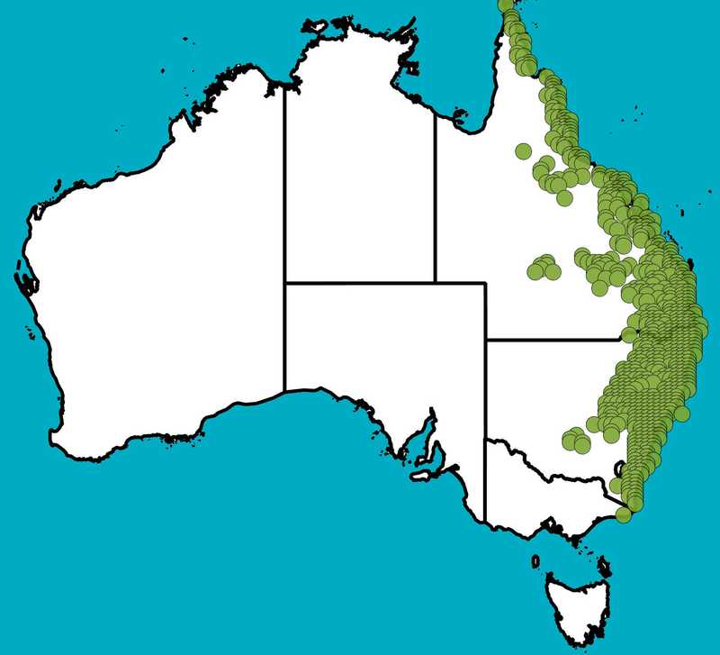 Distribution Map | Gahnia aspera | Queensland Native Seeds