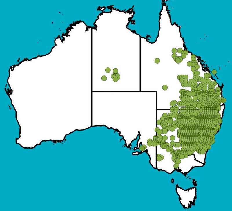 Distribution Map | Calotis cuneifolia | Queensland Native Seeds