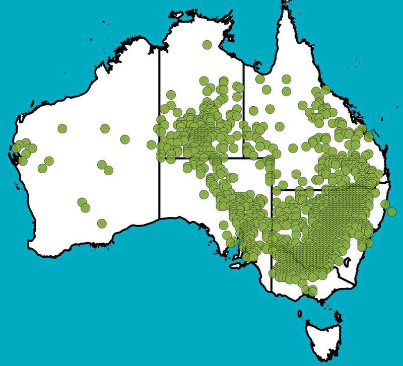 Distribution Map | Enteropogon acicularis | Queensland Native Seeds