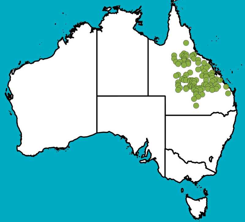 Distribution Map | Archidendropsis basaltica | Queensland Native Seeds