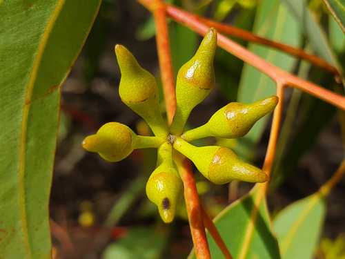Queensland Native Seeds