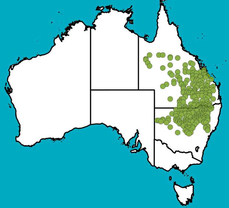 Distribution Map | Psydrax oleifolia | Queensland Native Seeds