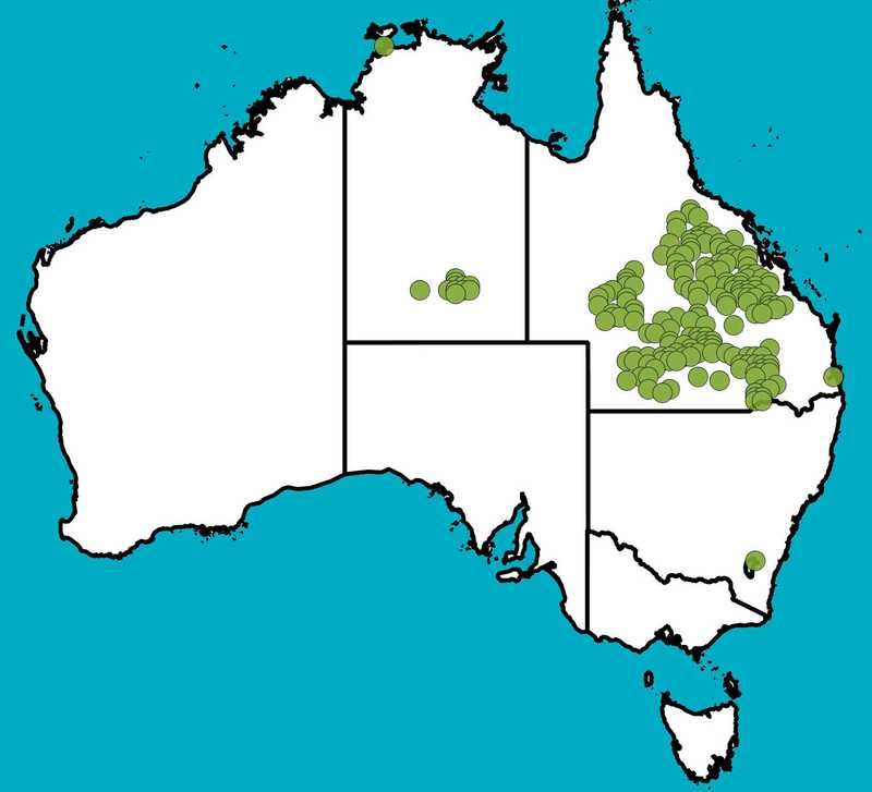 Distribution Map | Eucalyptus thozetiana | Queensland Native Seeds