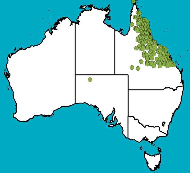 Distribution Map | Corymbia dallachiana | Queensland Native Seeds