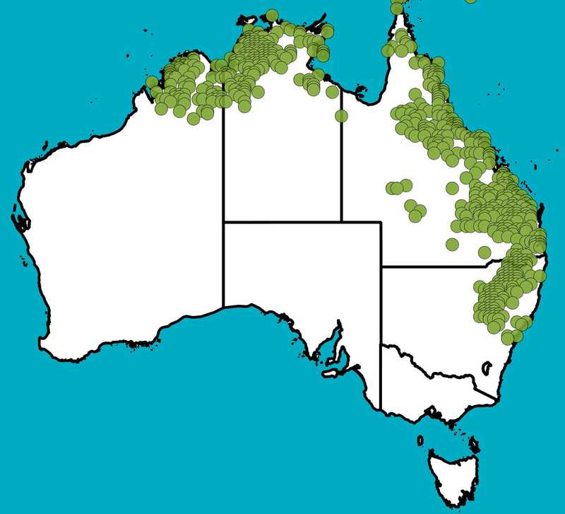 Distribution Map | Arundinella nepalensis | Queensland Native Seeds