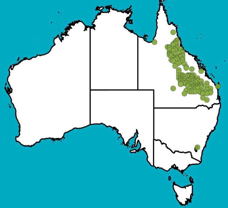 Distribution Map | Acacia longispicata | Queensland Native Seeds