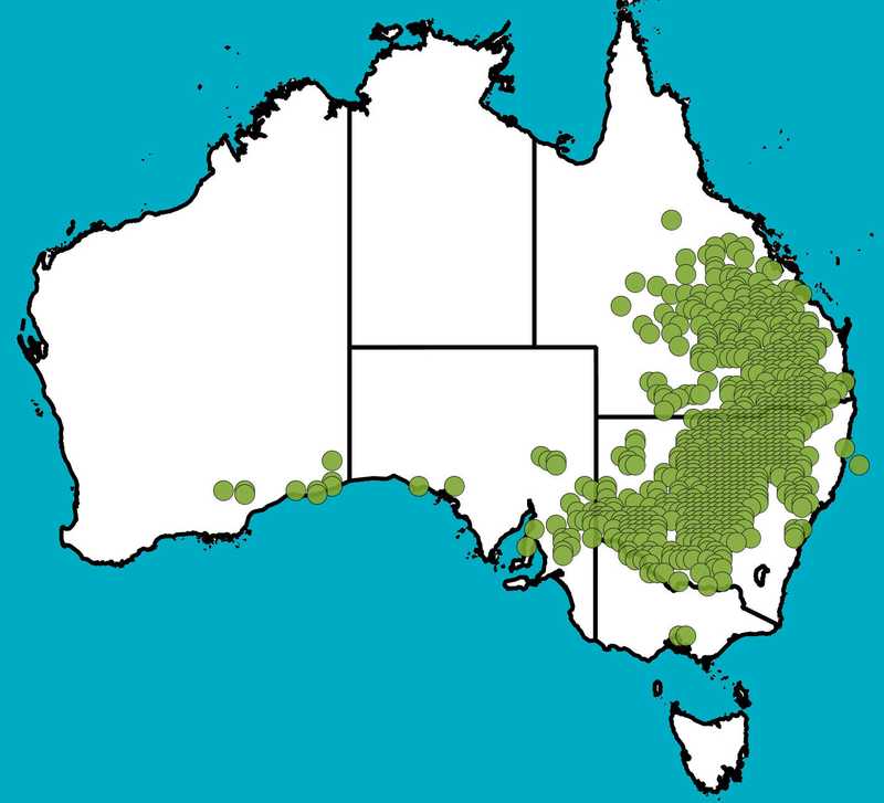 Distribution Map | Geijera parviflora | Queensland Native Seeds
