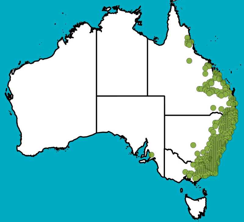 Distribution Map | Acacia falciformis | Queensland Native Seeds