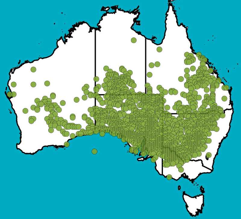 Distribution Map | Acacia oswaldii | Queensland Native Seeds