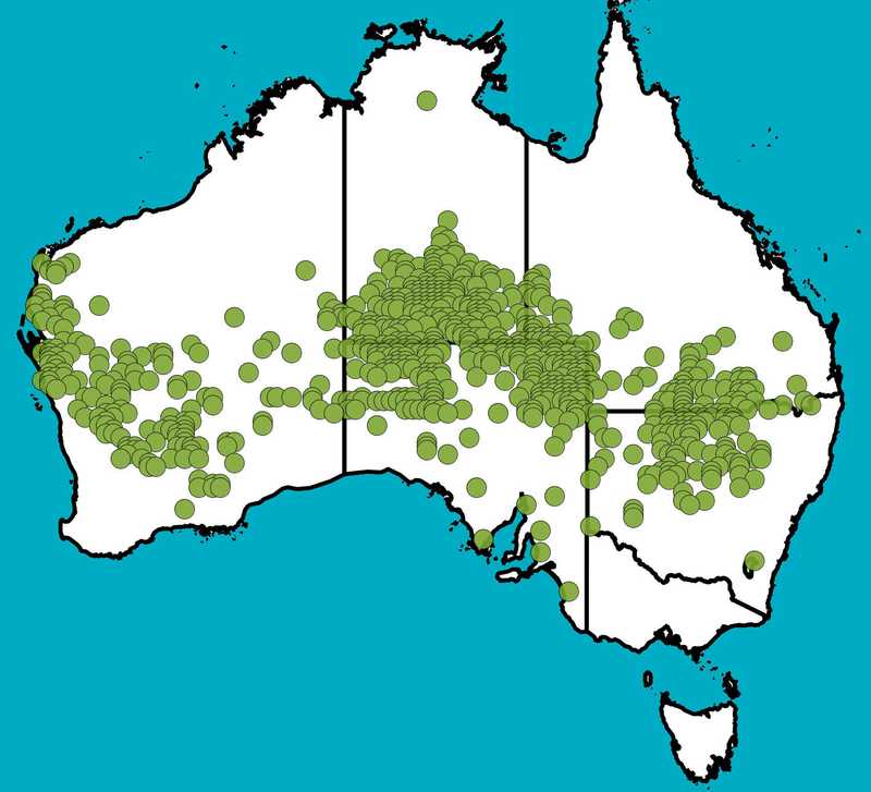 Distribution Map | Acacia murrayana | Queensland Native Seeds